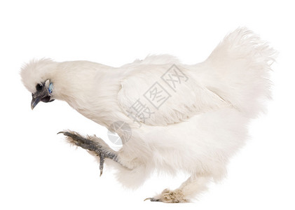 6个月大的白丝绸鸡在白色背背景图片