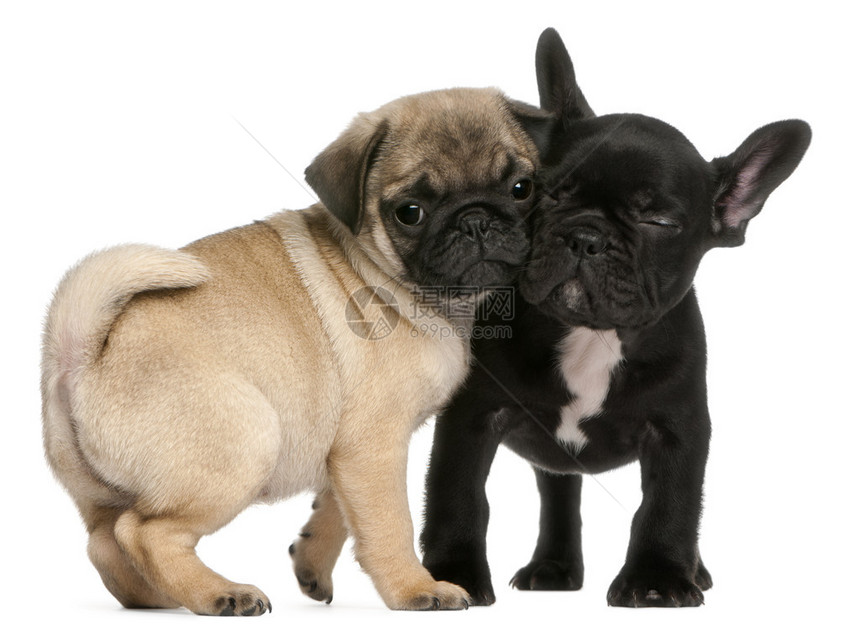 八周大的Pug小狗和法国牛犬小狗在白人图片