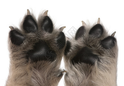 4周大的狗爪子的近缝图片