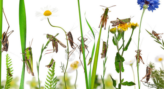花草和白色背景前其他植物上的Locust的农村成份图片