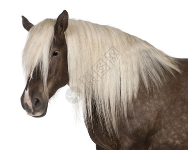 10岁的EquusCaballus在白色背景背景图片