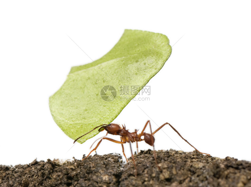 叶切蚂蚁图片