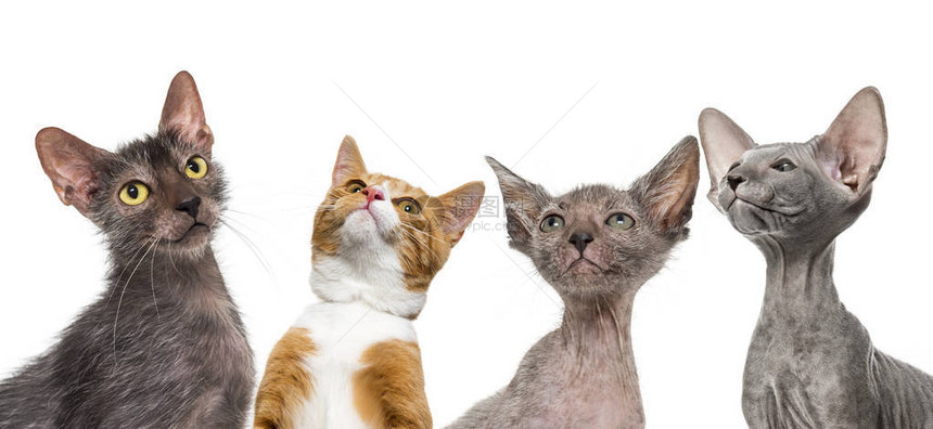 金姜混种猫利科伊猫凯蒂利科伊猫和彼得波德小猫图片