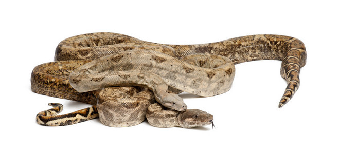 来自中美洲洪都拉斯霍格岛的两条常见的北方蟒蛇背景图片
