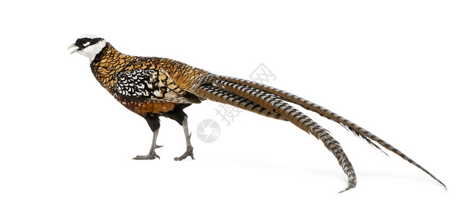 马里夫斯的Pheasant背景图片