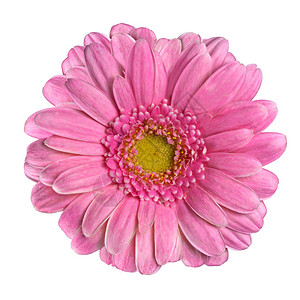 美丽的粉色Gerbera花朵关闭时白背景孤背景图片
