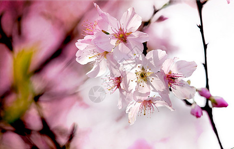 春天樱花盛开背景图片