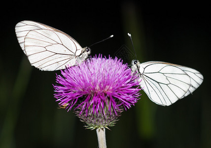 晚上两只蝴蝶坐在一朵花上图片