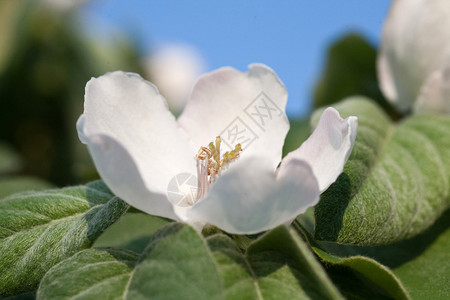 花朵的闪光图片