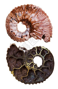 在白色背景上被隔离的矿物化石Ammonit高清图片