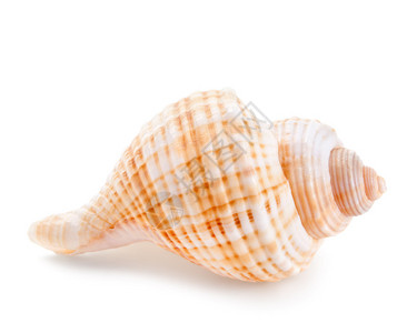 白色背景下的贝壳背景图片