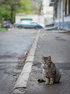 流浪猫在街上弄脏动物背景图片