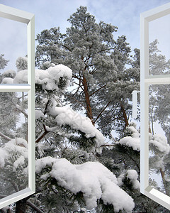 用松枝开窗通向白雪皑的冬季森林背景图片
