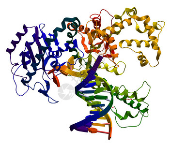 高分子聚合物DNA聚合酶I一种参与D背景