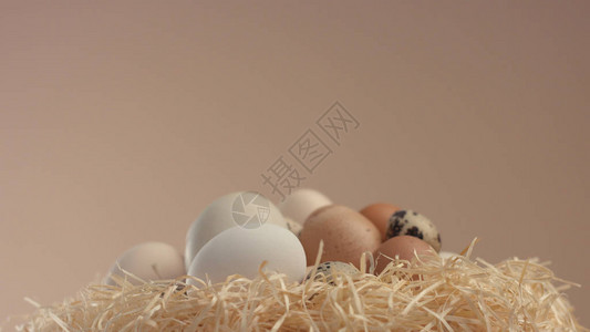 用不同的蛋壳筑巢复活图片