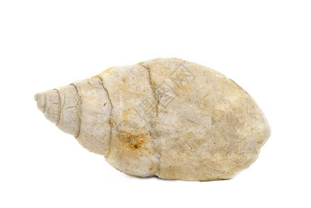 Bourguetia化石海壳孤图片