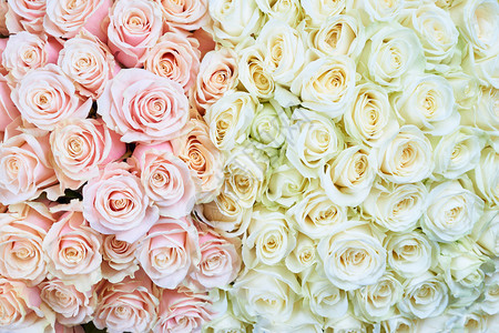 一束粉色和白色的玫瑰作为花卉背景图片