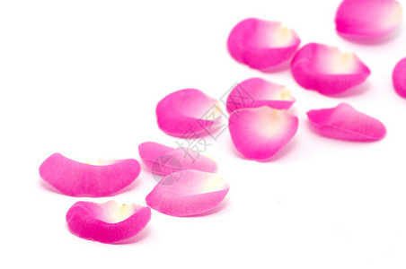 孤立在白色的粉红色玫瑰花瓣背景图片
