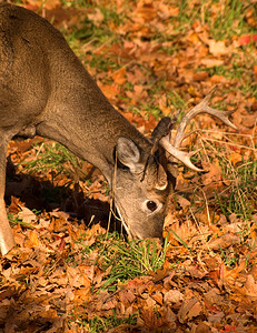 秋天吃的野公鹿图片