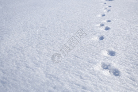 雪地上的动物脚印图片