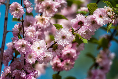 粉红樱花枝条背景图片