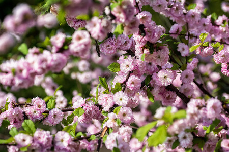 粉色樱花树在春天开放背景图片