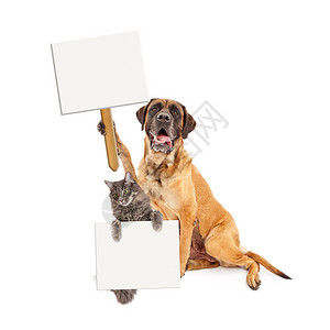 大马斯蒂夫养狗和灰色猫手持空白标志图片