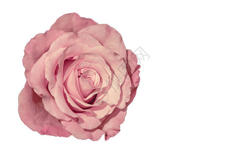光鲜多彩的美术艺仍然有生命闪亮的宏观单片粉红色玫瑰花朵白色背背景图片