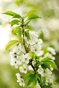 春天开放的白色樱花图片