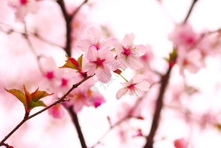 粉色樱花花枝图片