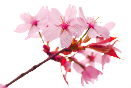 春天开花的樱花图片