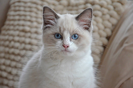 白色布娃小猫蓝色的眼睛在白色枕头的背图片
