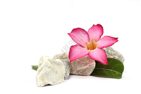 白色背景上的石头和粉红色的花图片