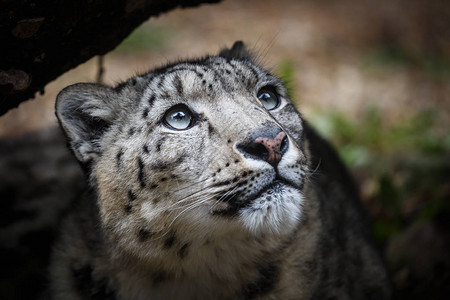 雪豹脸部肖像伊尔比斯Panthera图片