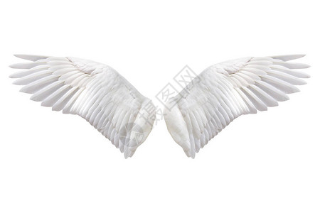 天使翅膀自然白翼羽状白色背图片