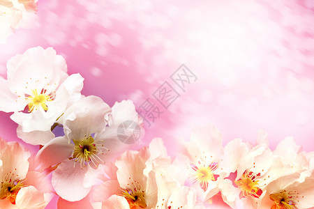 粉色梦幻背景上装饰着花朵图片