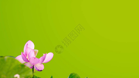淡绿色背景的莲花图片