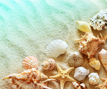 夏日沙滩上的贝壳和海星与沙子图片
