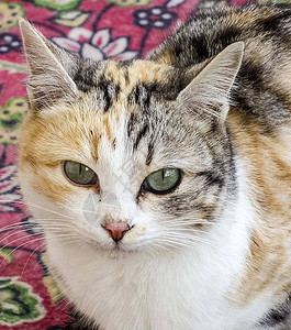 最美丽的猫眼紧地盯着猫的眼睛不一样的图片