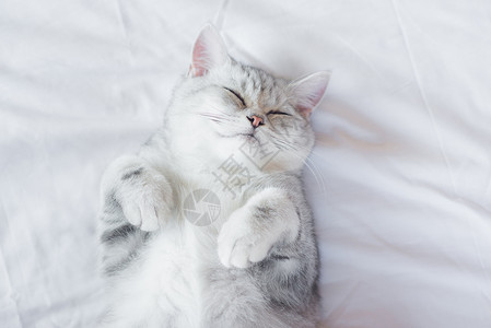 可爱的美国短毛猫睡在白床上图片