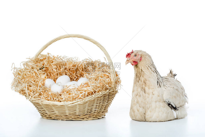 母鸡有维鸟篮子和蛋图片