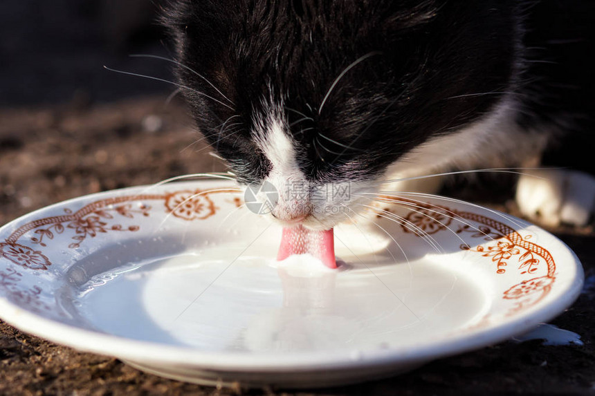 猫从碗里喝牛奶关闭图片