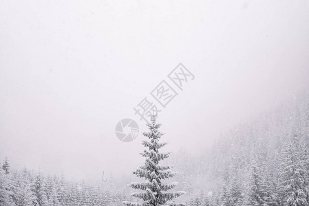 白雪皑的松树雪景图片