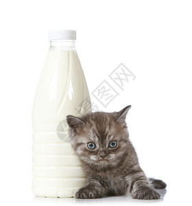 猫和奶瓶图片
