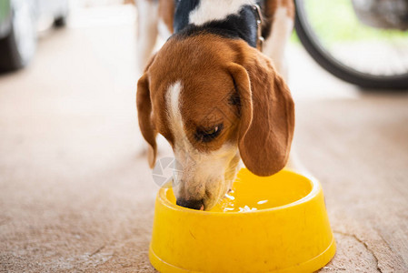 小狗比格犬狗喝水图片