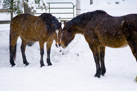 两匹马在安大略哈利伯顿图片