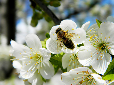 樱花中采蜜的蜜蜂图片