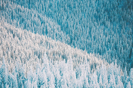 冬季山林美丽的森林山地景观白雪覆盖的卷叶树图片