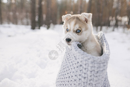 可爱的哈斯基小狗坐在编织袋里看着冬季森图片