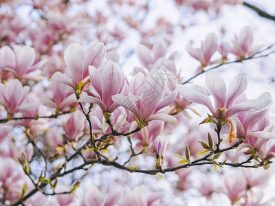 春季的花朵美丽的Magnolia粉红色花卉树图片